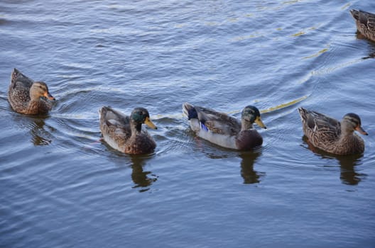 Ducks on the pond in autumn day