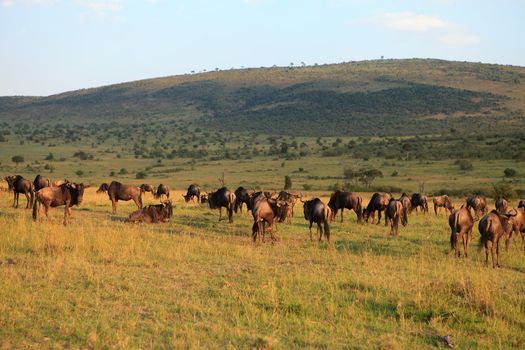 Herd of wildebeest in evening red Masai Mara reserve Kenya