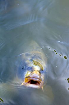 open mouthed fish looking straight at viewer