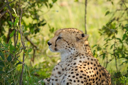 closeup of Cheetah on ground in wildlife Kenya Africa