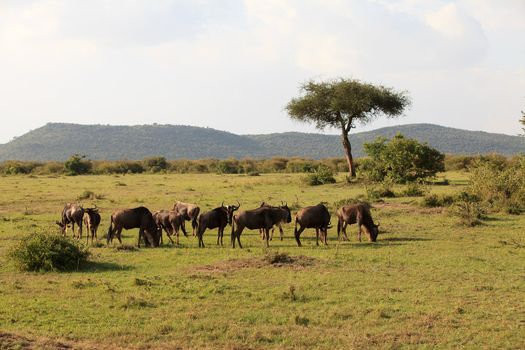 Herd of wildebeest in Masai Mara Kenya