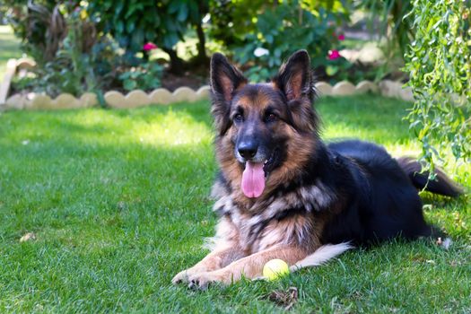 german sheperd laying in a country garden