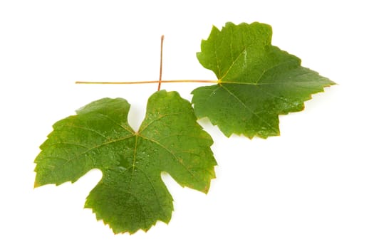 Leaves of grapes isolated on white background