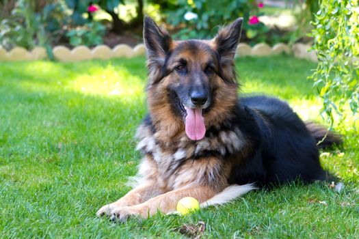 german sheperd laying in a country garden