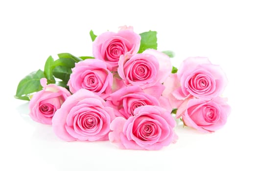 Pile of pink roses over white background