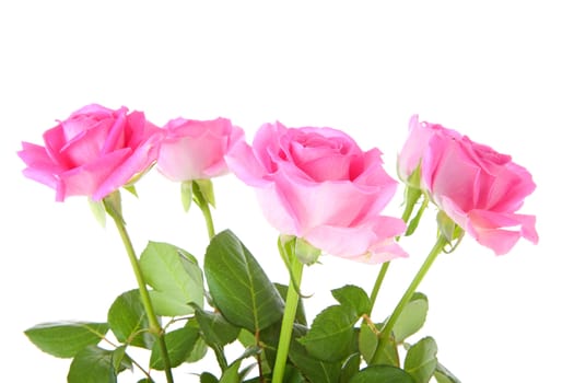 Five pink roses over white background