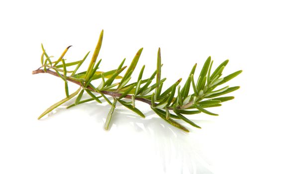 twig of rosemary over white background