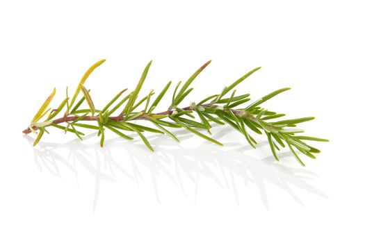 twig of rosemary over white background