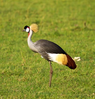 Crowned crane bird in Africa
