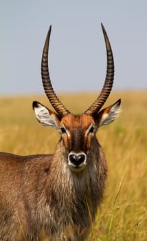 Portrait African of waterbuck in closeup