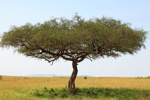 landscape with Acacia tree in Africa