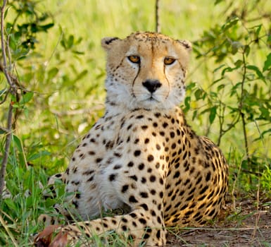Cheetah on ground in wildlife Kenya Africa
