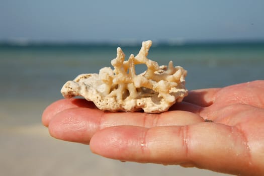 coral on hand in closeup