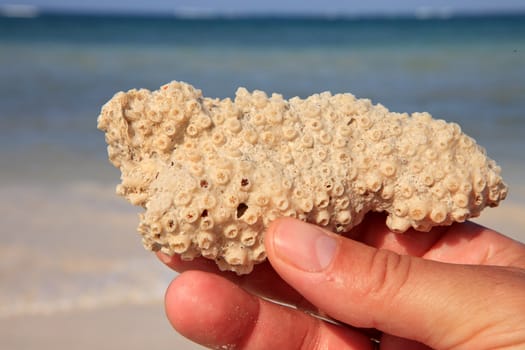 coral in hand in closeup