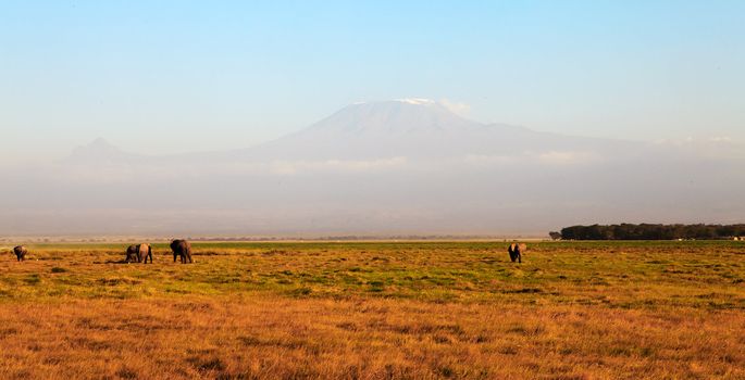 Foggy Mount Kilimanjaro in evening with elephants