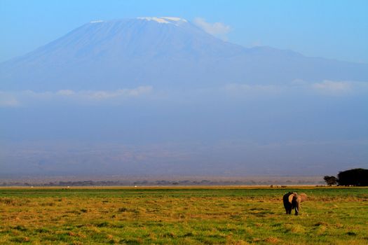Mount Kilimanjaro in evening with elephants