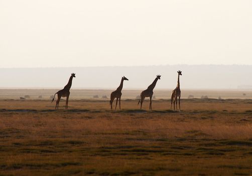 Four African giraffes in evening sky
