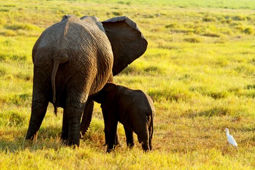 Female elephant with young drinking at National Park Amboseli Kenya in evening red