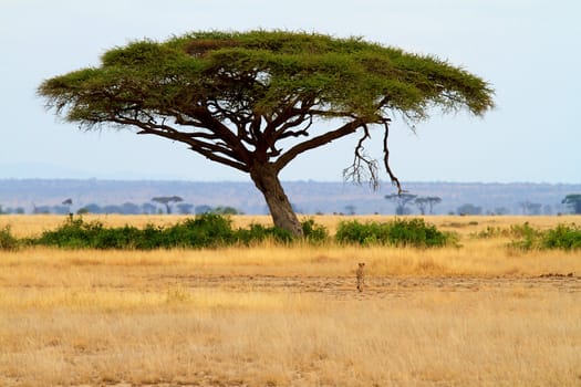 landscape with Acacia tree and cheetah in Africa