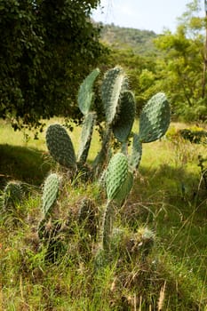 cactus in closeup