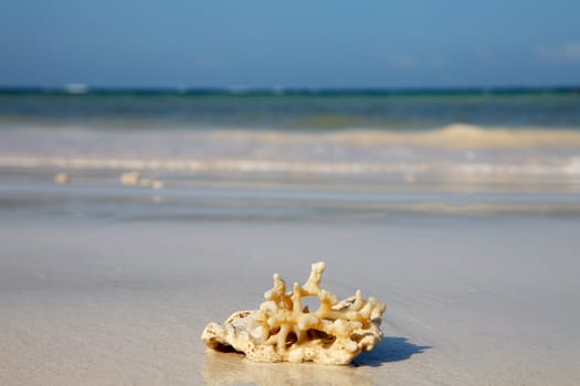 coral on the beach near blue ocean