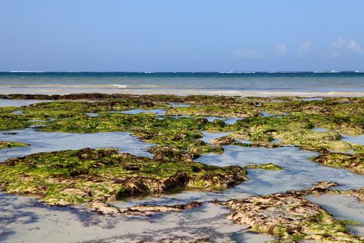 Closeup of seaweed on Dania beach in Kenya