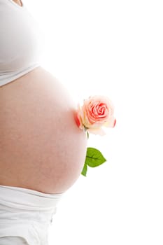 pregnant belly with rose over white background