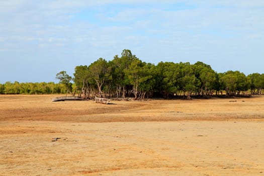 African Mangrove trees in ebb with canoes
