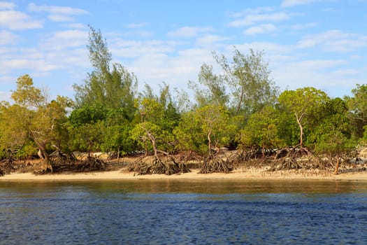 Mangrove trees in Africa