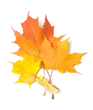 Yellow maple leaves and seeds it is isolated on a white background.