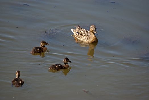 Duck with ducklings float in a pond.