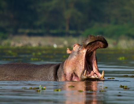 Hippo in closeup with open mouth