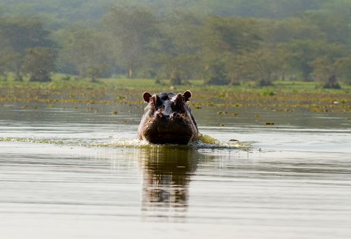 Angry hippo in the water is comming at you