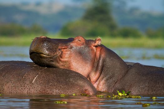 Lazy African hippo in the water