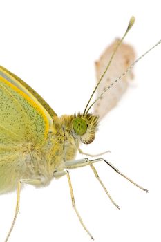 Cabbage butterfly in closeup over white background