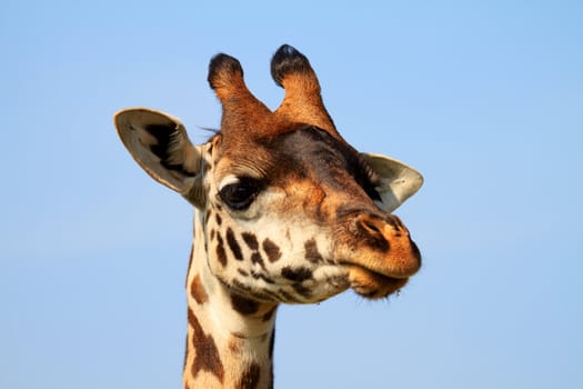 Portrait of African Masai giraffe in closeup