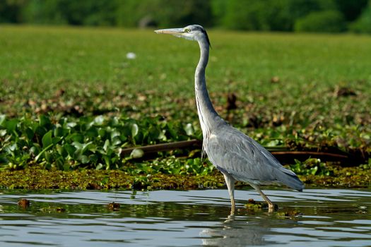 Grey African heron bird in the water