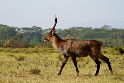 Walking African waterbuck in wild
