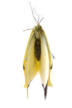 Cabbage butterfly in closeup over white background