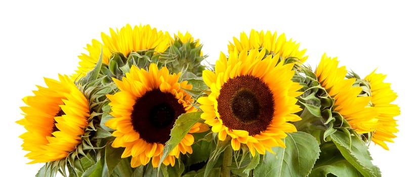 Bouquet of sunflowers over white background