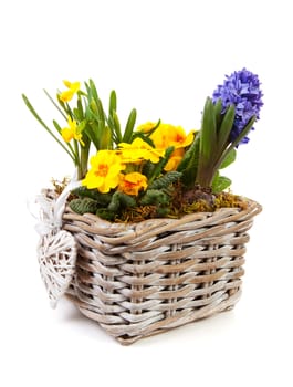 Basket spring flowers over white background