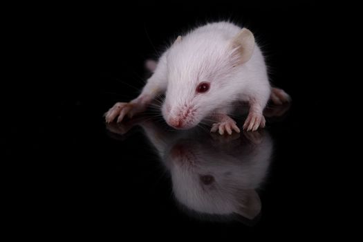 a little white mouse with red eyes