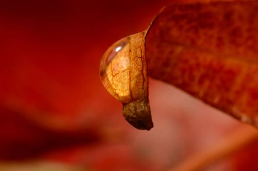 fragment of a leaf with a drop of water