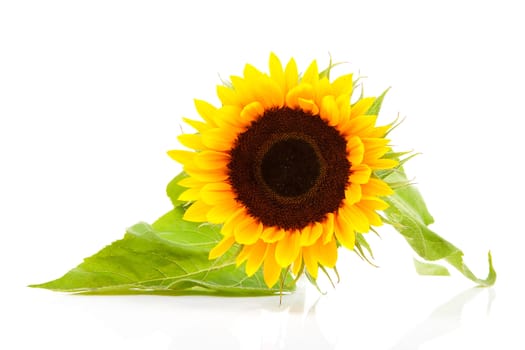 One sunflower in closeup over white background