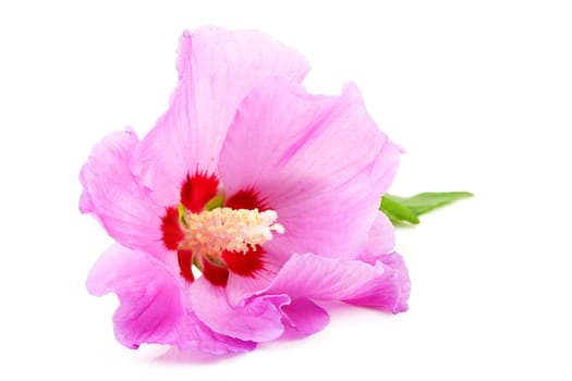 Pink Hibiscus flower in closeup over white background