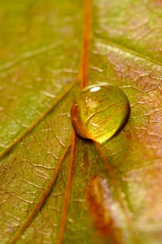 fragment of a leaf with a drop of water