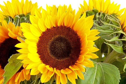 Bouquet of sunflowers in closeup over white background