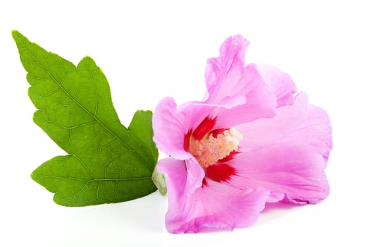Pink Hibiscus flower in closeup over white background