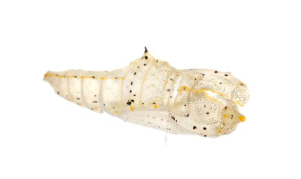 empty cocoon of cabbage butterfly over white background