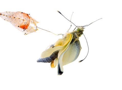 Cabbage butterfly coming out of cocoon over white background